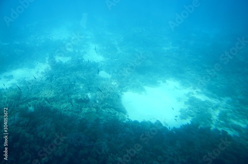 Fonds sous-marins de la Mer Rouge   Hurghada -  gypte 