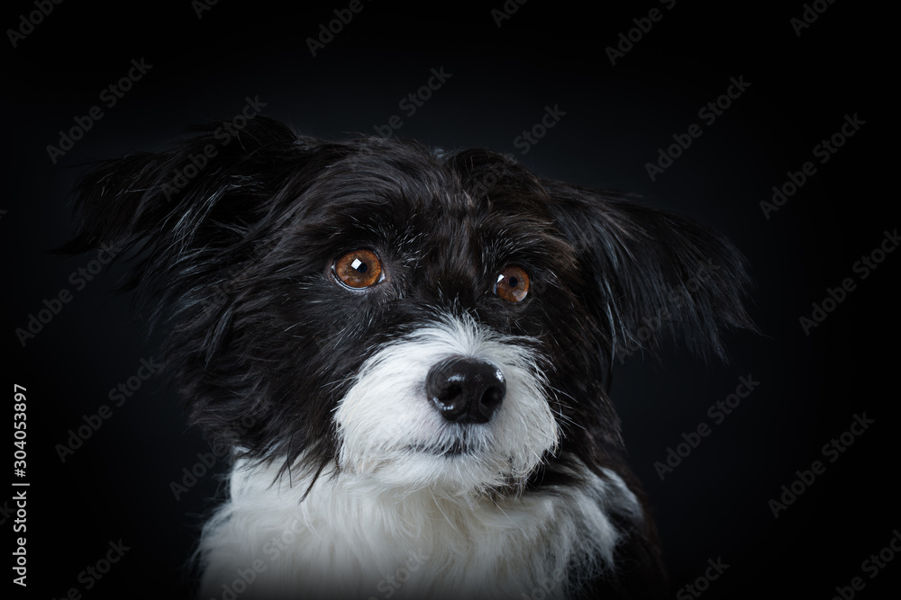 Chinese crested powderpuff dog on black background