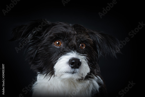 Chinese crested powderpuff dog on black background photo