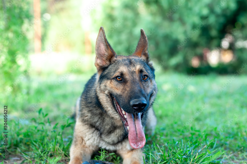 View on a german shepherd dog sitting on the green grass