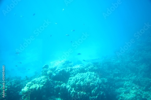 Fonds sous-marins de la Mer Rouge ( Hurghada -Égypte) © virginievanos
