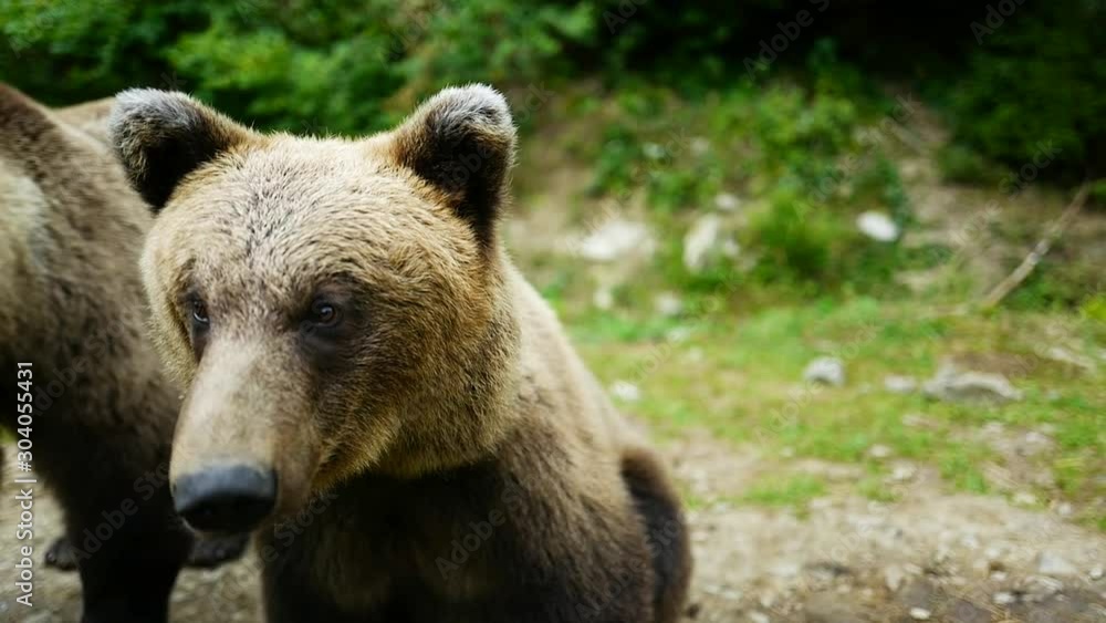 The bear warns of an attack on a person. The bear warns of an attack on a person.