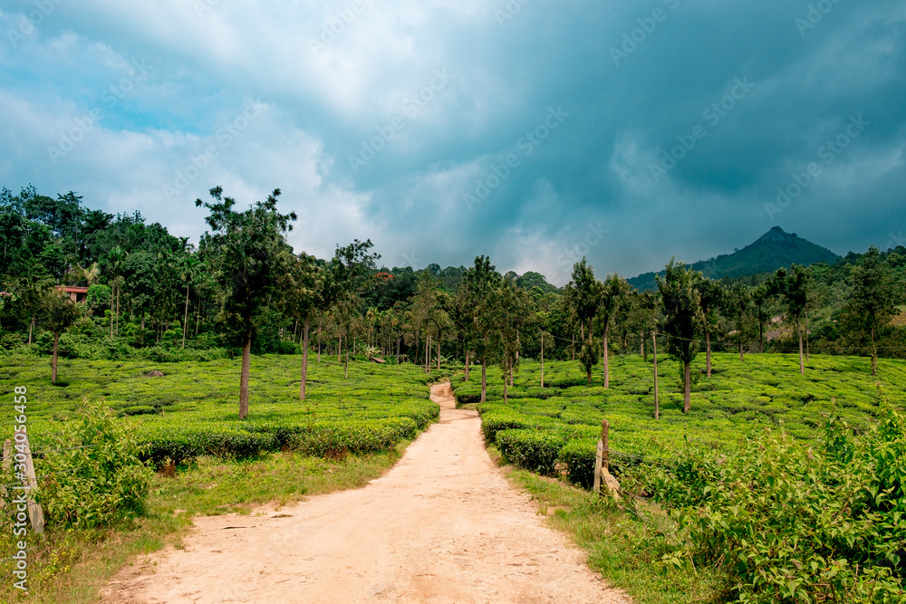 trail going into lush organic green tea plantation during monsoon season in wayanad region of kerala, tea is major resource of indian agriculture