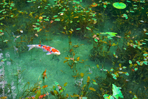 Monet's pond, Seki City, Gifu Pref., Japan photo