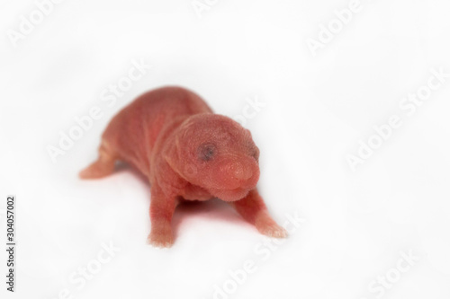 newborn baby hamsters, isolated on a white background Stock-Foto | Adobe  Stock