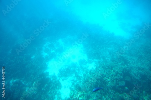 Fonds sous-marins de la Mer Rouge ( Hurghada -Égypte)