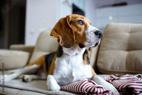 Beagle dog resting on the couch