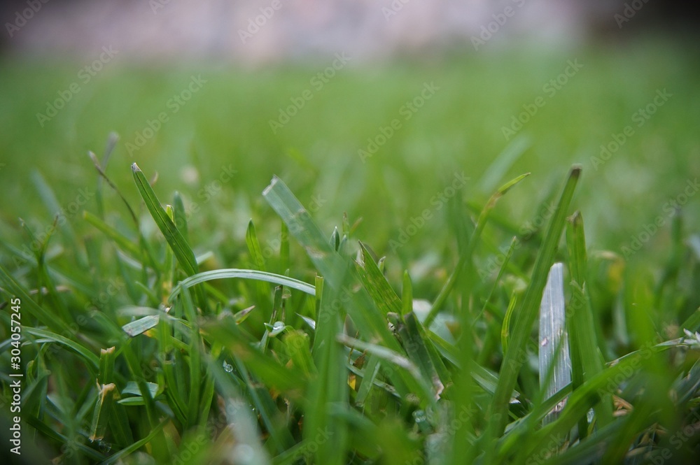 Green grass in the yard. Grass lawn. Green color. Green grass in the yard. Grass lawn. Green color.