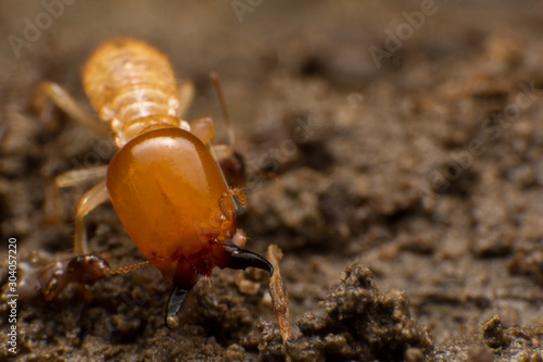 Close up termite soldiers