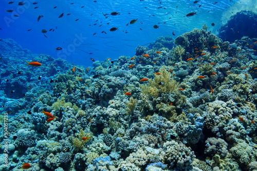 Coral Reef at the Red Sea, Egypt