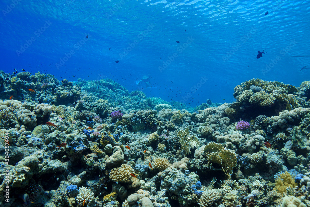 Obraz premium Coral Reef at the Red Sea, Egypt