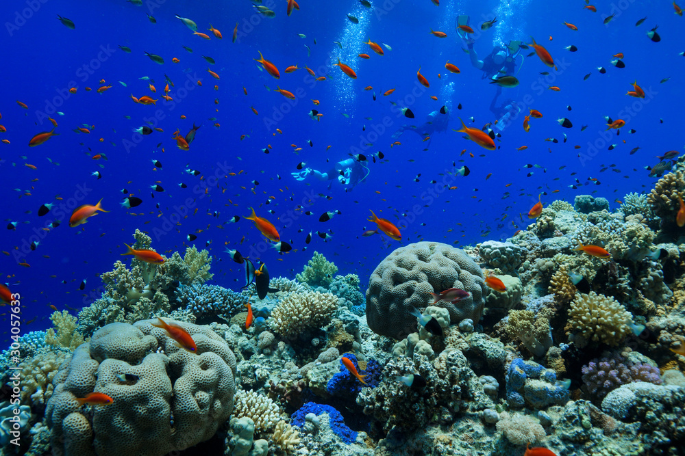 Naklejka premium Coral Reef at the Red Sea, Egypt