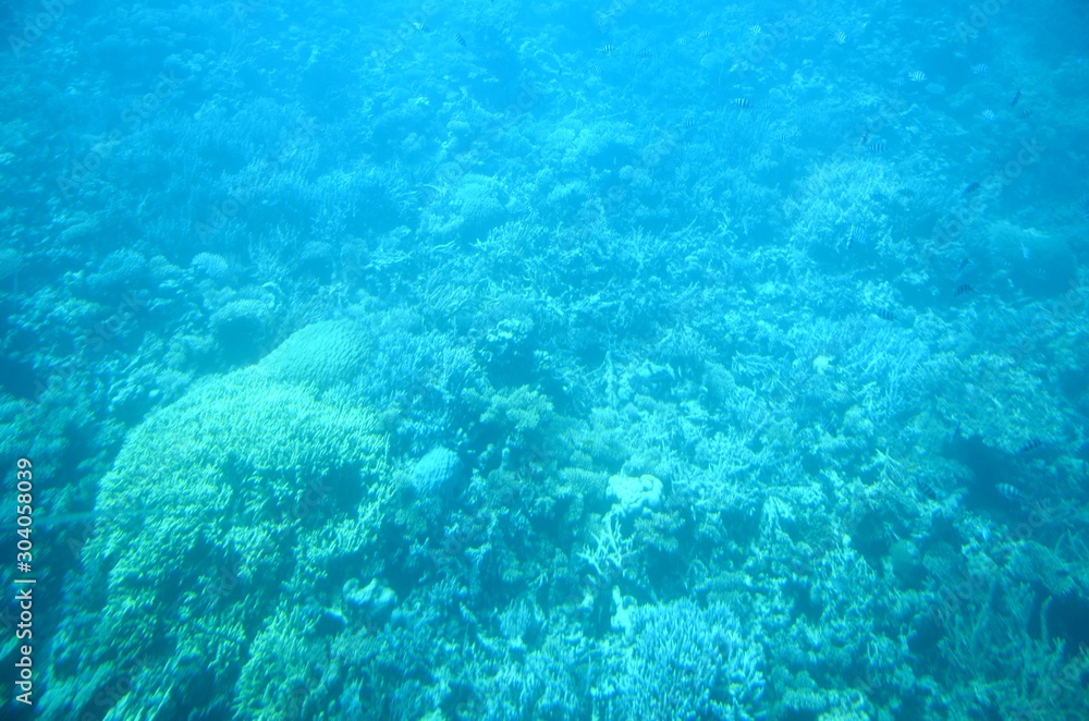 Fonds sous-marins de la Mer Rouge ( Hurghada -Égypte) Fonds sous-marins de la Mer Rouge ( Hurghada -Égypte)