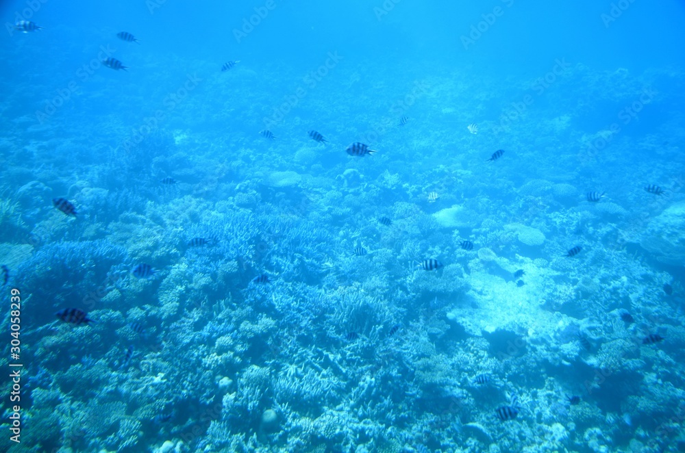 Fonds sous-marins de la Mer Rouge ( Hurghada -Égypte)