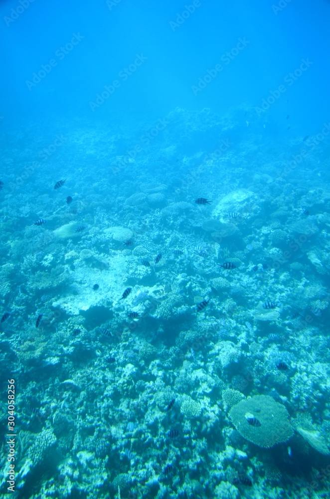 Fototapeta premium Fonds sous-marins de la Mer Rouge ( Hurghada -Égypte)