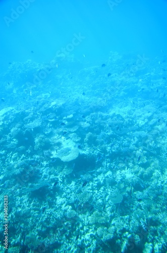 Fonds sous-marins de la Mer Rouge ( Hurghada -Égypte)