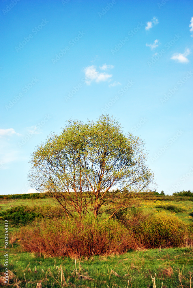 Landscape meadow with green willow, blue cloudy sky on horizon, sunny day Landscape meadow with green willow, blue cloudy sky on horizon, sunny day