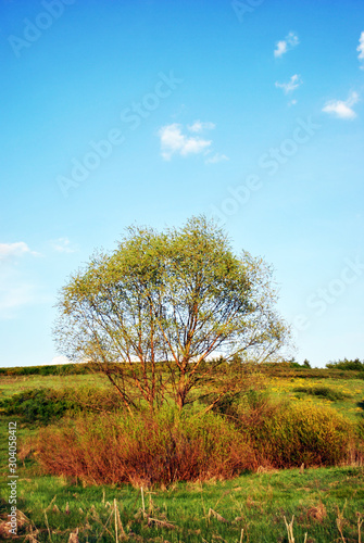 Landscape meadow with green willow, blue cloudy sky on horizon, sunny day