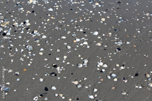 seashell texture on beach