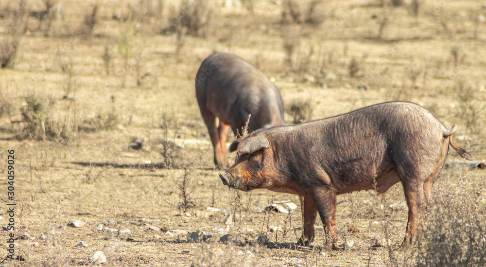pig walking through a meadow in search of food pig walking through a meadow in search of food