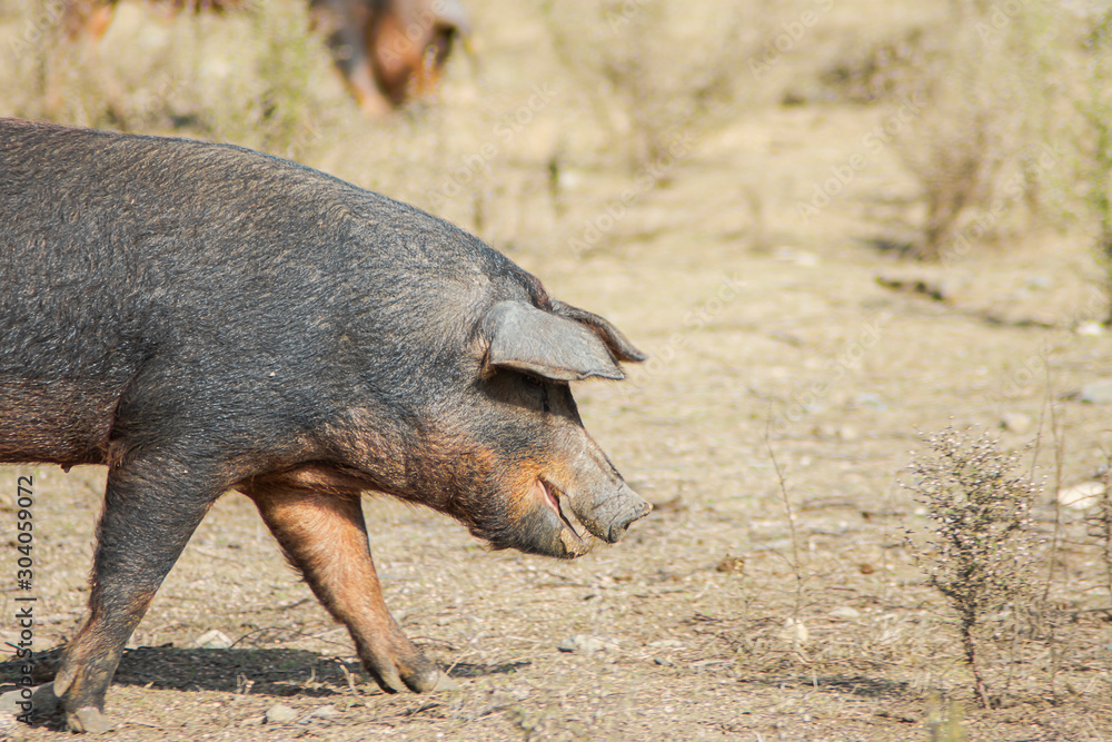 pig looking for food in the meadow of a farm pig looking for food in the meadow of a farm