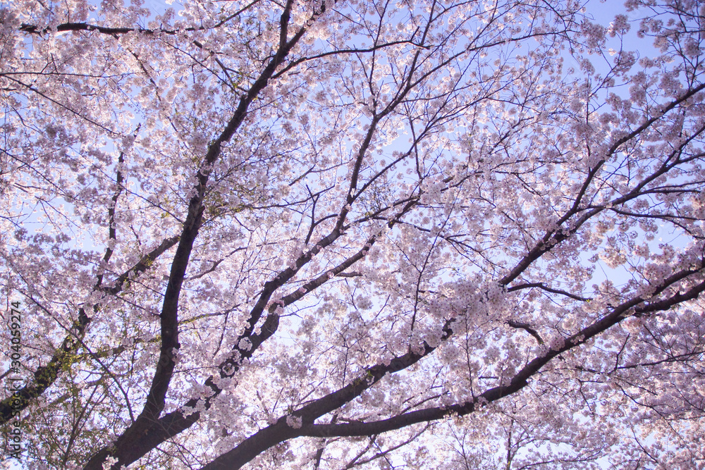 Japanese landscape sky and SAKURA Japanese landscape sky and SAKURA