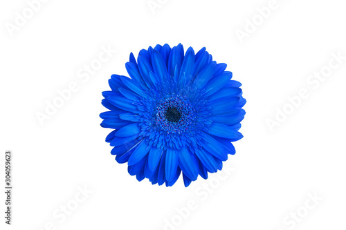 One blue gerbera flower on white background isolated close up, single gerber flower, daisy head top view, romantic greeting card decoration, decorative design element, botanical floral art pattern