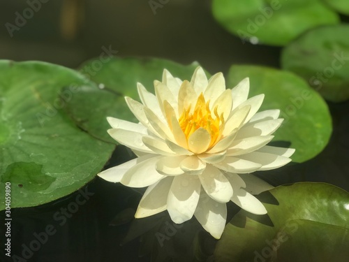Fototapeta Naklejka Na Ścianę i Meble -  water lily in pond