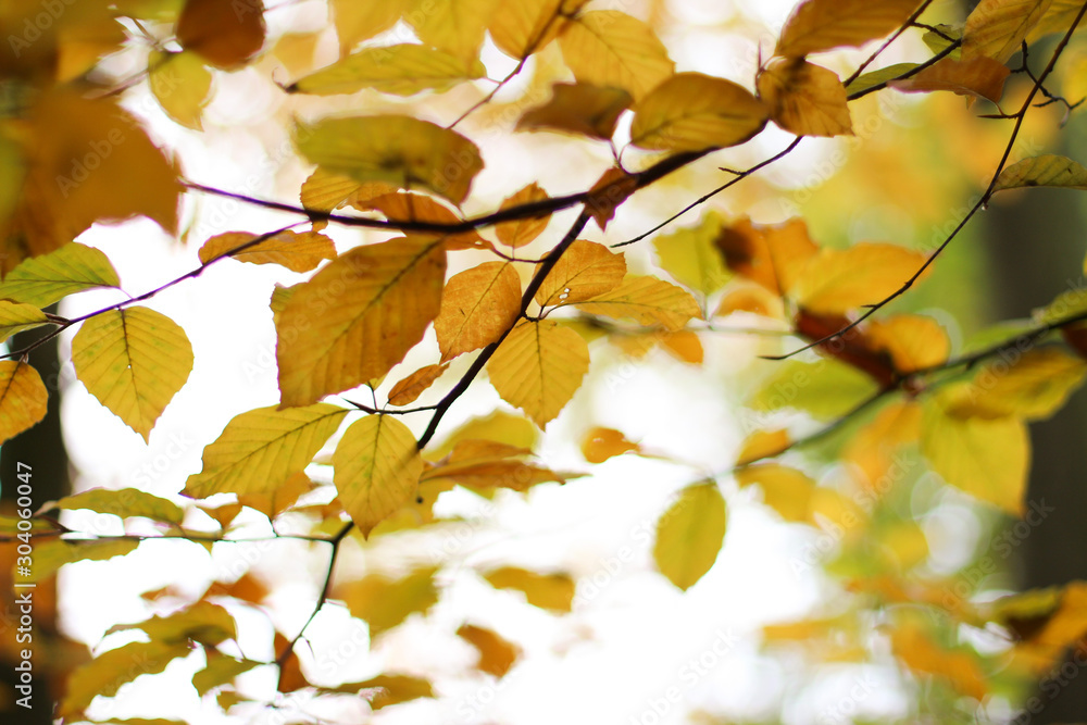 Herbstlaub am Ast grün und braun