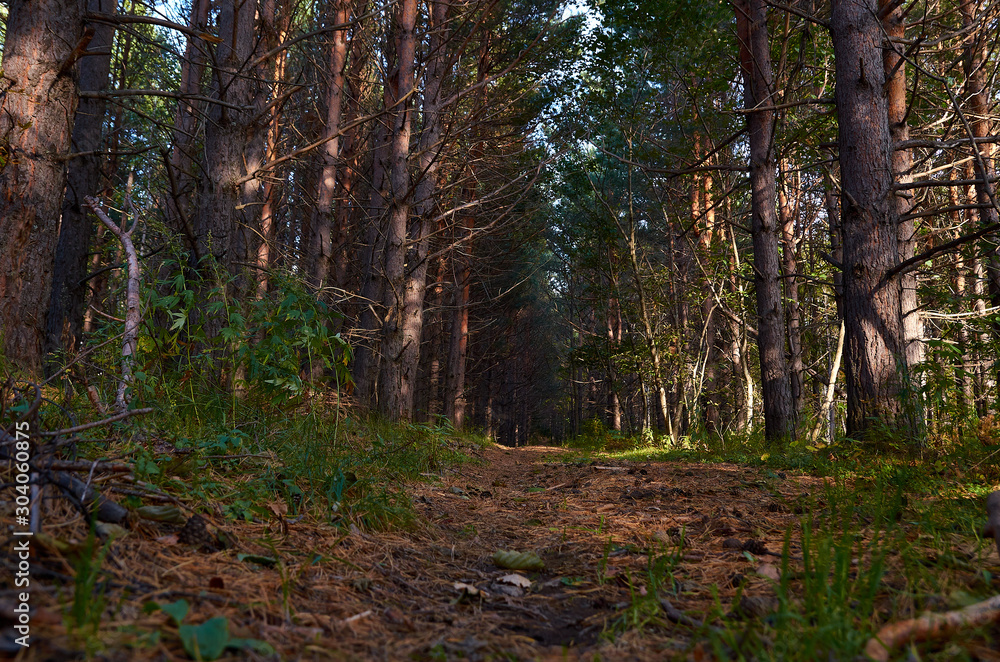 forest trail among pine trees in autumn forest in Sunny weather