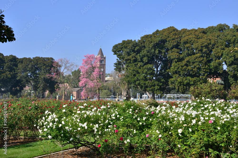 Obraz premium A rose garden in Los Angeles, California in November.