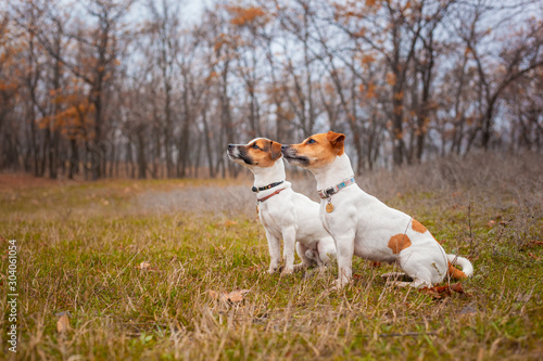 Fototapeta Naklejka Na Ścianę i Meble -  Two Jack Russell dogs sitting next to each other on the lawn in the park in the autumn