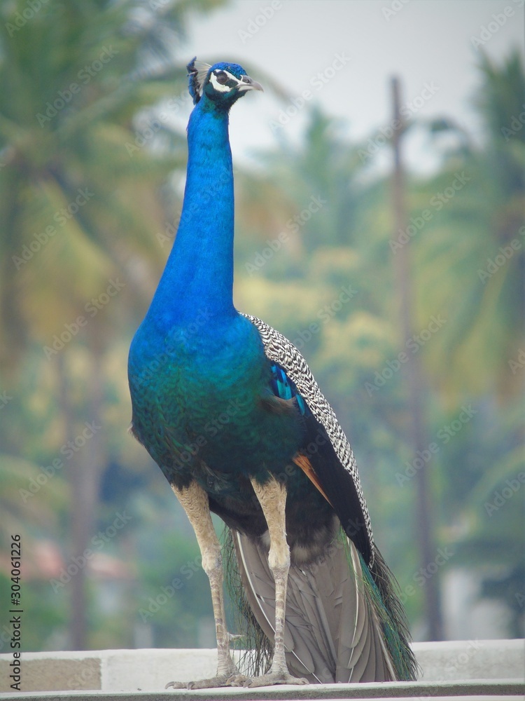 Obraz premium Peacock