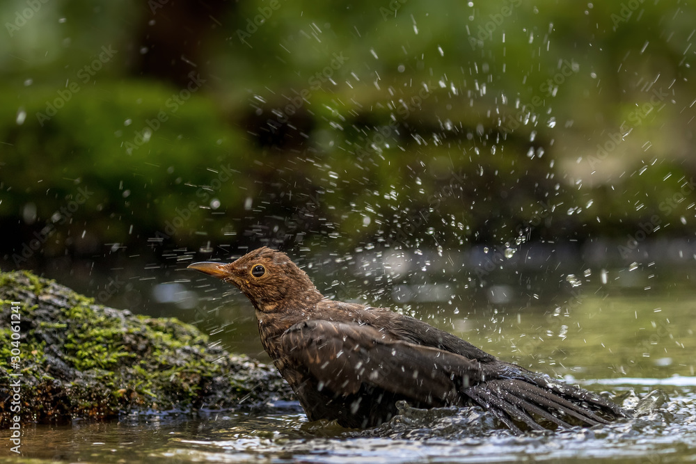 Fototapeta premium A bathing brown woodpecker