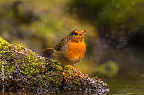 robin on a rock