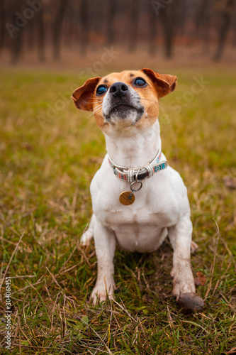 Dog breed Jack Russell Terrier sitting on the lawn in the park
