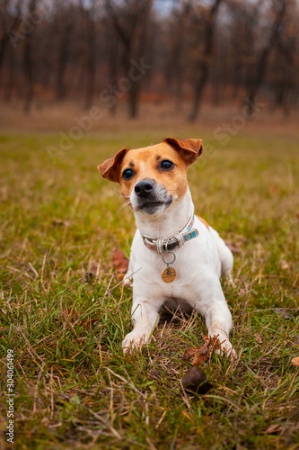 Dog breed Jack Russell Terrier lay on the lawn in the park