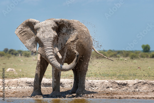 Photography Elephant with Sunscreen2