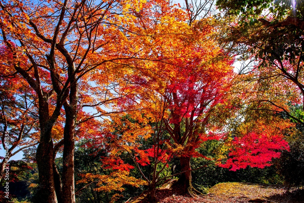 岡城の紅葉