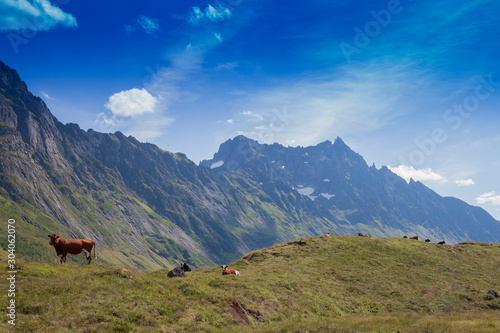 Cows in the mountain of Norway © Arild