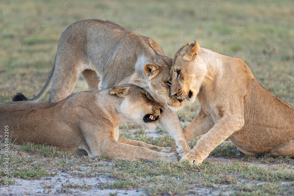 Fototapeta premium Lion Snuggles4