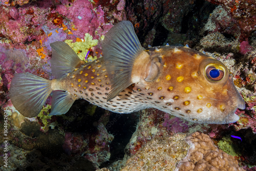 Puffer Fish at the Red Sea, Egypt Puffer Fish at the Red Sea, Egypt