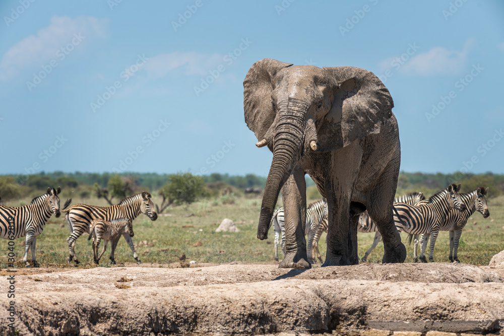 Fototapeta premium Elephant with Zebra