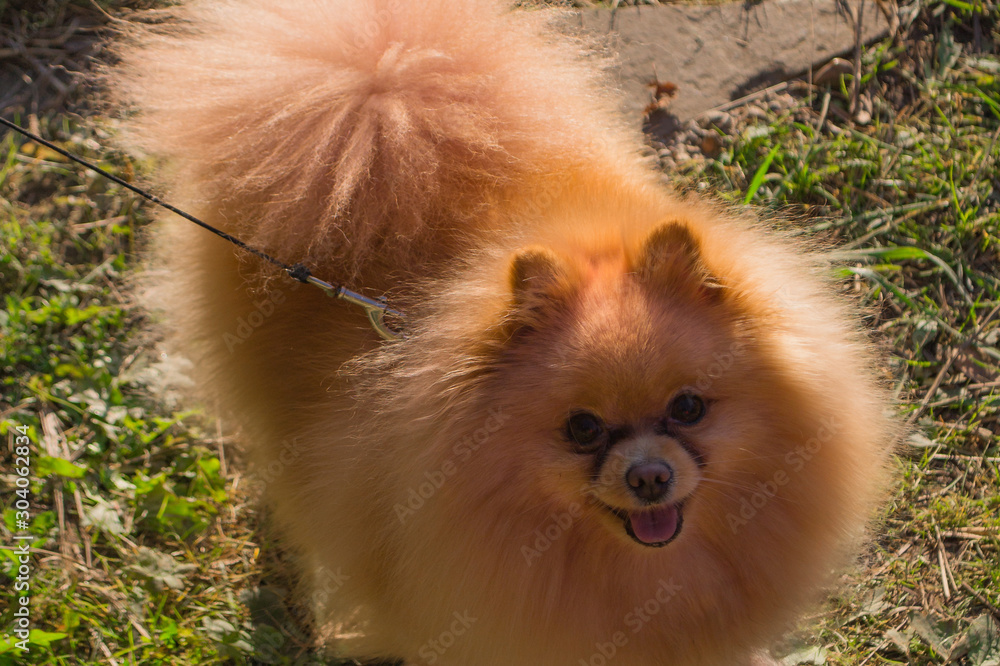 Portrait of Happy Pomeranian. A little red dog smiling.