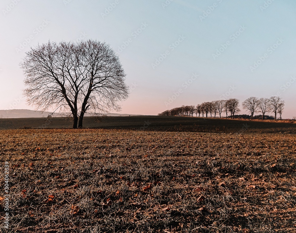 Fototapeta premium tree in field