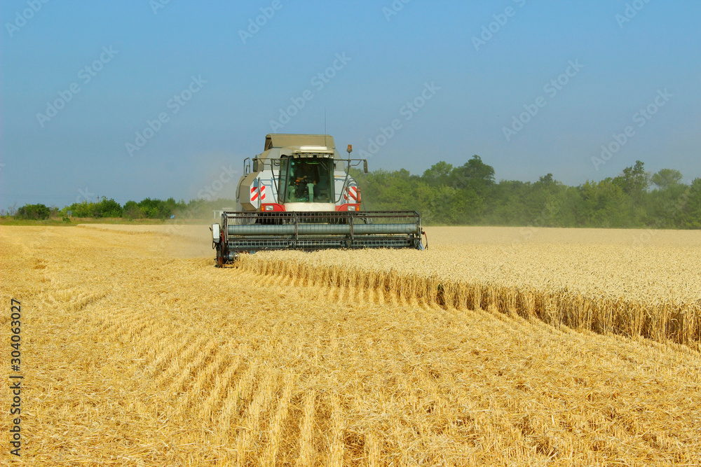 Obraz premium Combine, wheat meadow. Harvesting machine working in the meadow. Agriculture concept.