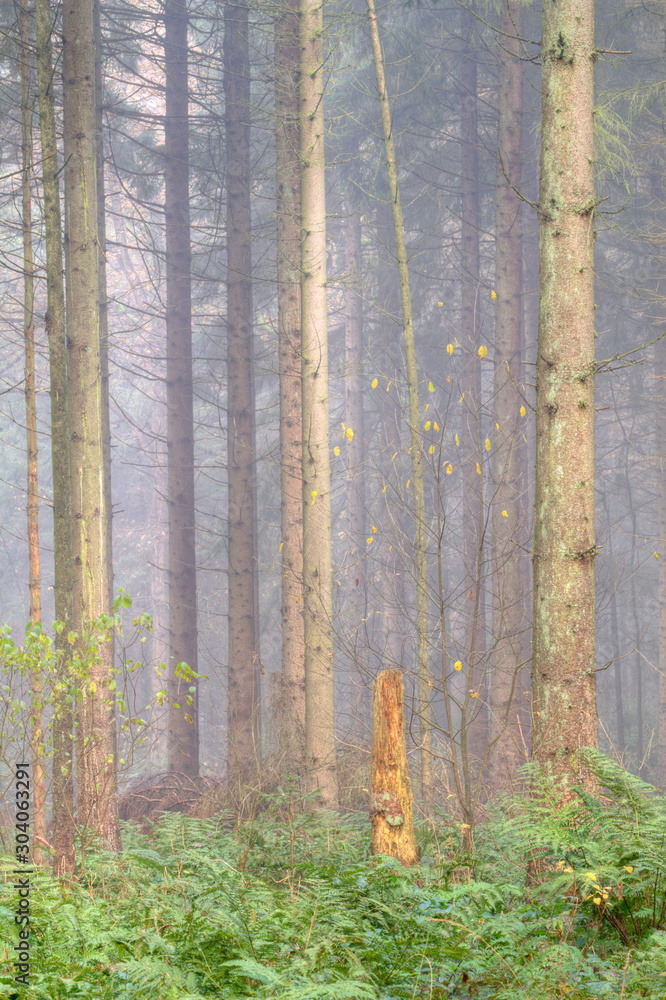 Misty morning in a mysterious pine forest Misty morning in a mysterious pine forest