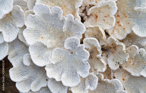 Split Gill (schizophyllum commune) on a dead branch of a Birch, resembling loose chinese fans, viewed from the bottom side