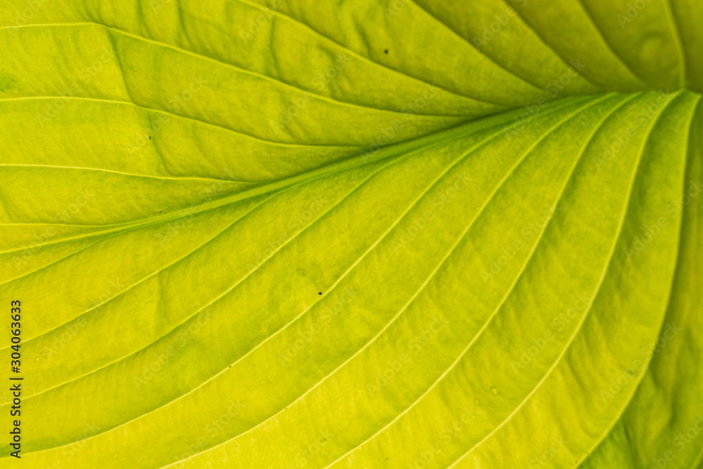 green leaf isolated on teh white green leaf isolated on teh white
