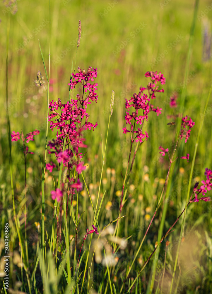 summer meadow with pink flowers